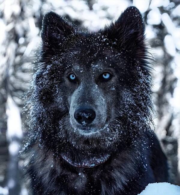 藍灣牧羊犬,藍灣牧羊犬適合家養嗎?