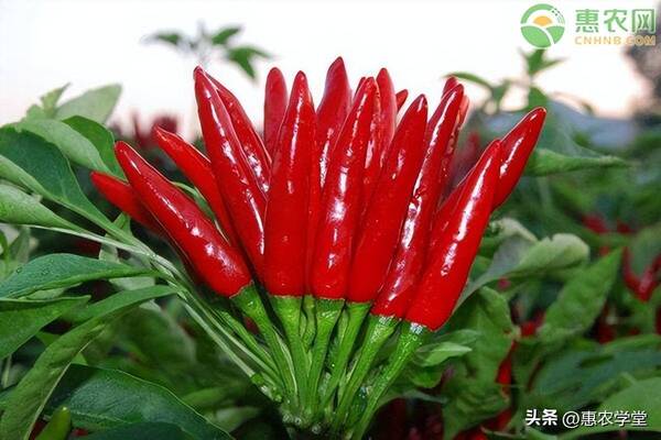 小米辣椒种植技术与管理，小米辣椒种植成本和利润分析