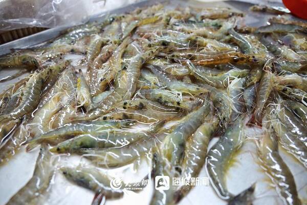三月份赶海有什么海鲜？趁着夜色赶海去！还有最新的海鲜价格......