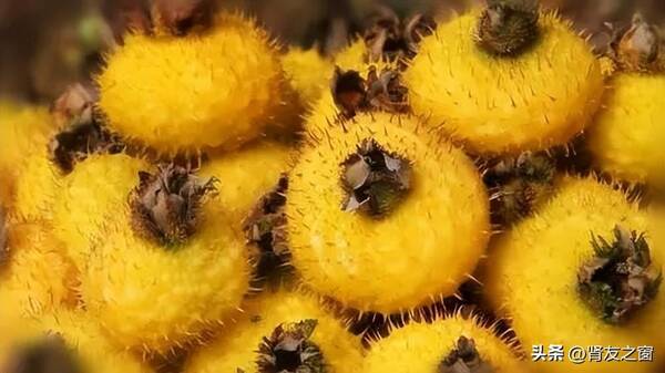 刺梨根可以治糖尿病吗？糖尿病刺梨