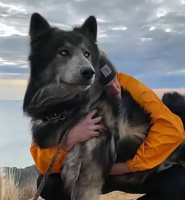 蓝湾犬在中国能养吗图片