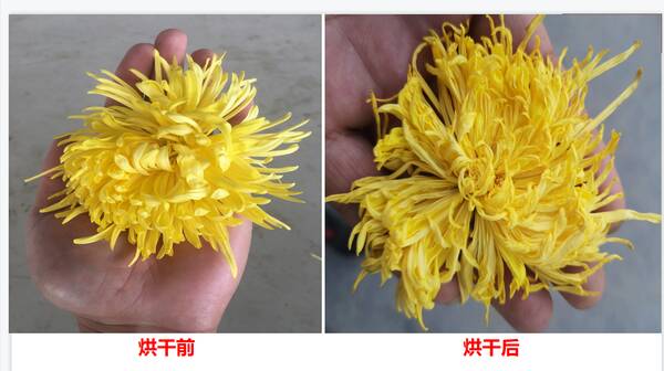 小型菊花烘干机价格表，菊花烘干设备