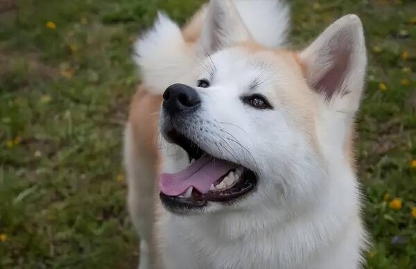 秋田犬,秋田犬為什麼是日本國犬?