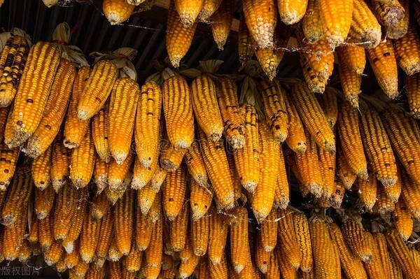 玉米粮价大涨马上就来了，粮价预警：新粮上市，玉米价格继续下跌！何时能够反弹？短期难