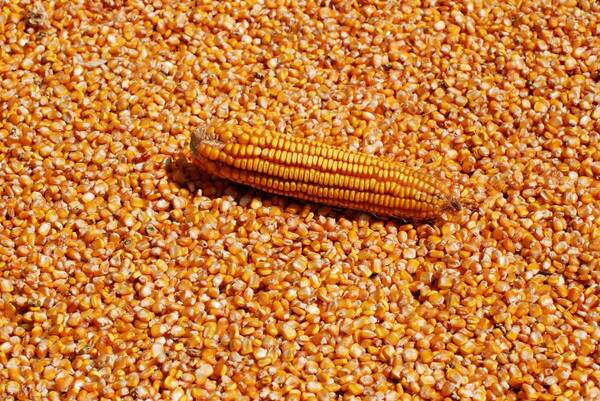 玉米粮价大涨马上就来了，粮价预警：新粮上市，玉米价格继续下跌！何时能够反弹？短期难