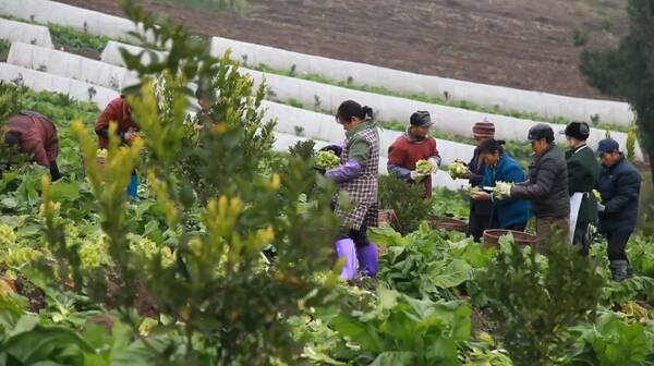 河北蔬菜价格表今日蔬菜，4月份蔬菜价格下降的原因