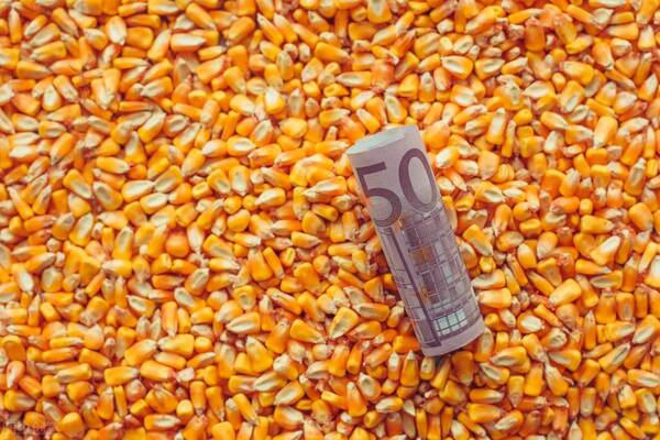 2022年9月24日豆粕价格，2022年玉米豆粕价格走势