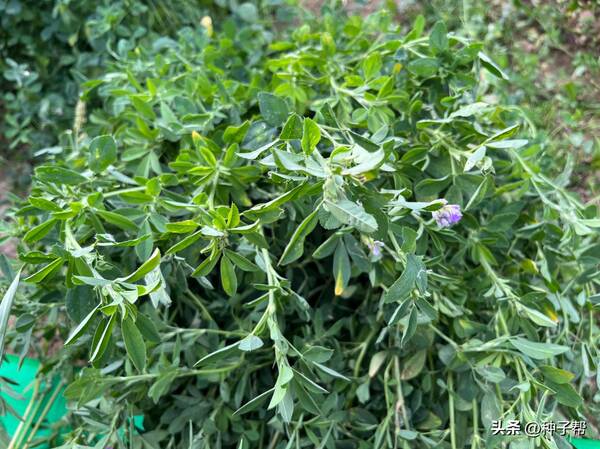 紫花苜蓿牧草什么时候种？“牧草之王”紫花苜蓿，播种时间和播种技术要点，收藏备用