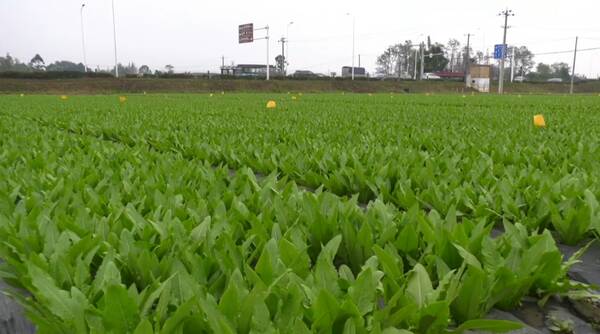 河北蔬菜价格表今日蔬菜，4月份蔬菜价格下降的原因