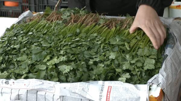 河北蔬菜价格表今日蔬菜，4月份蔬菜价格下降的原因