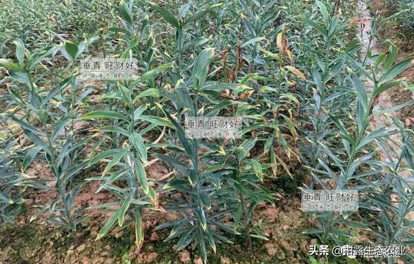 百合花用什么肥料较好？百合花的每亩效益是多少