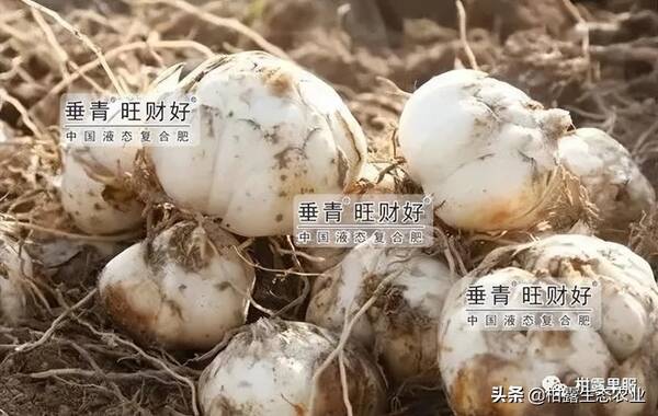 百合花用什么肥料较好？百合花的每亩效益是多少