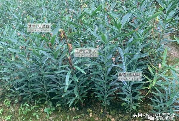 百合花用什么肥料较好？百合花的每亩效益是多少