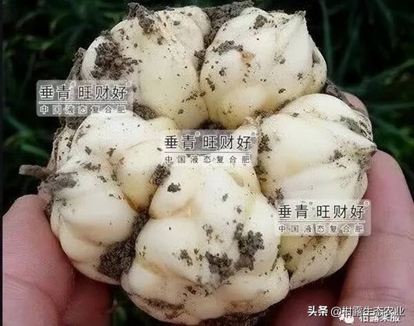 百合花用什么肥料较好？百合花的每亩效益是多少