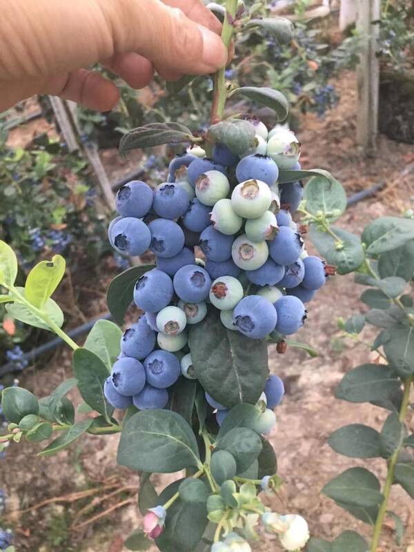 蓝莓苗，L25蓝莓苗品种特性