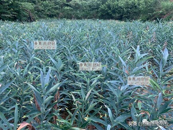 百合花用什么肥料较好？百合花的每亩效益是多少