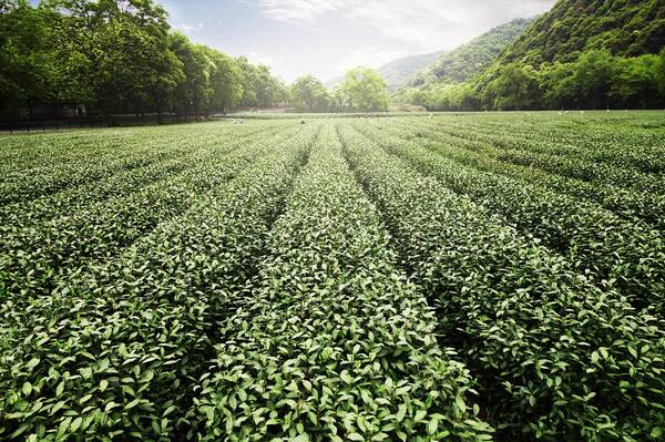 福鼎白茶白露茶多少钱一斤，福鼎白茶一斤多少钱