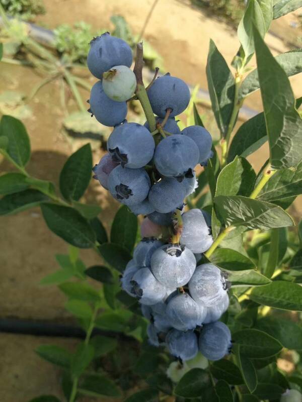 蓝莓苗，L25蓝莓苗品种特性