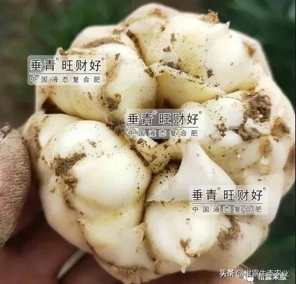 百合花用什么肥料较好？百合花的每亩效益是多少
