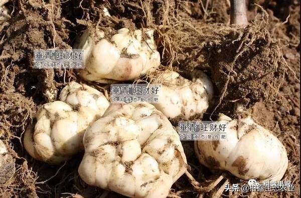 百合花用什么肥料较好？百合花的每亩效益是多少
