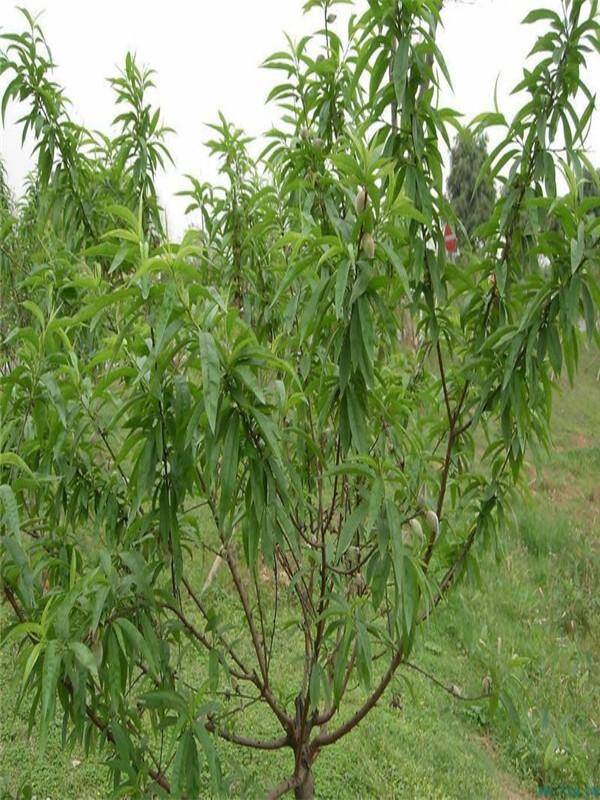 1年桃树苗批发多少钱一棵，桃树苗的批发价格是多少钱