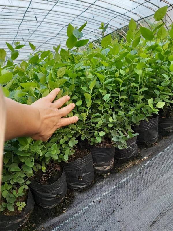 蓝莓苗，L25蓝莓苗品种特性
