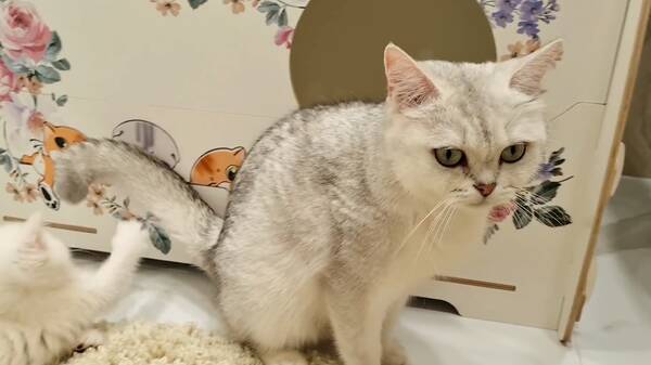 身价最高的猫咪，一只猫身价70万元，可谓是猫中“藏獒”，它凭啥这样贵？