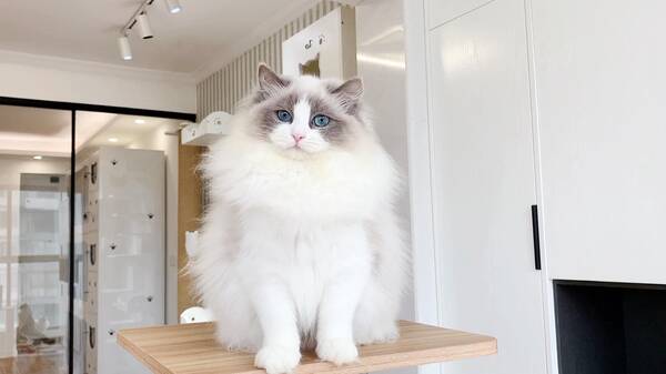这辈子再也不养猫了，猫界“六不养”，就算再有钱都不建议轻易养