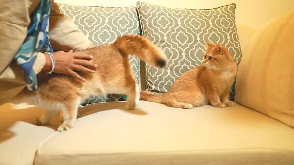 身价最高的猫咪，一只猫身价70万元，可谓是猫中“藏獒”，它凭啥这样贵？