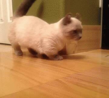 这辈子再也不养猫了，猫界“六不养”，就算再有钱都不建议轻易养