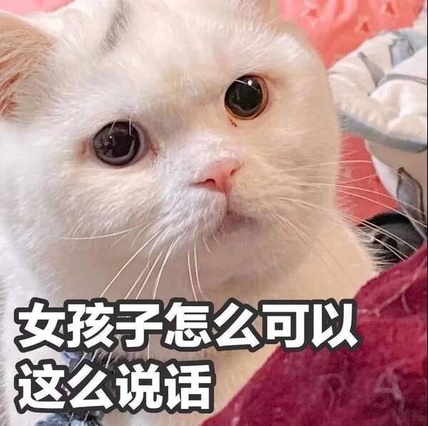 这辈子再也不养猫了，猫界“六不养”，就算再有钱都不建议轻易养