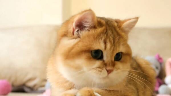 身价最高的猫咪，一只猫身价70万元，可谓是猫中“藏獒”，它凭啥这样贵？