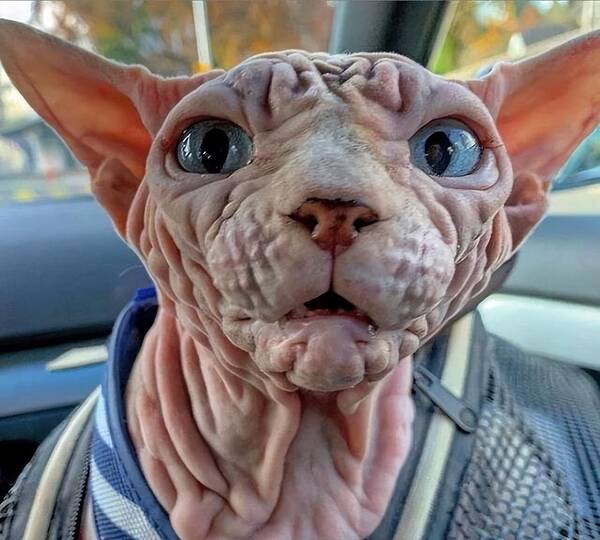 这辈子再也不养猫了，猫界“六不养”，就算再有钱都不建议轻易养