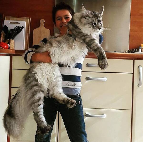 这辈子再也不养猫了，猫界“六不养”，就算再有钱都不建议轻易养