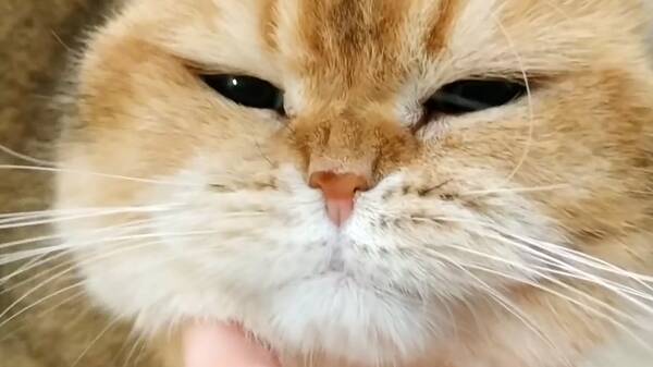 身价最高的猫咪，一只猫身价70万元，可谓是猫中“藏獒”，它凭啥这样贵？