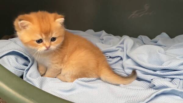 身价最高的猫咪，一只猫身价70万元，可谓是猫中“藏獒”，它凭啥这样贵？