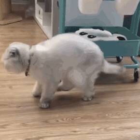 这辈子再也不养猫了，猫界“六不养”，就算再有钱都不建议轻易养