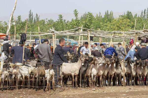 成品油价迎牛年首涨，压不住了！9月6日猪价“涨翻天”，羊价、油价涨势反扑！蛋价揪心