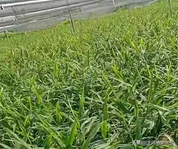 青苗姜多少钱一斤，青苗姜价格分析，别上当哈姜友们
