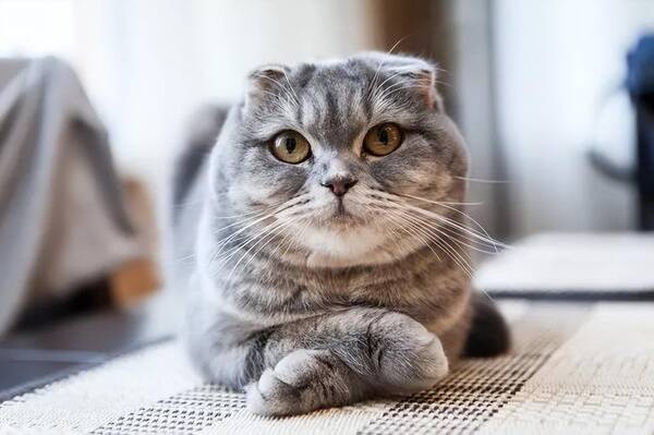 警惕性强的猫，公认3大“无攻击性猫咪”，温顺友善，家里有小孩放心养