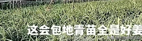青苗姜多少钱一斤，青苗姜价格分析，别上当哈姜友们
