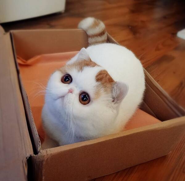 警惕性强的猫，公认3大“无攻击性猫咪”，温顺友善，家里有小孩放心养