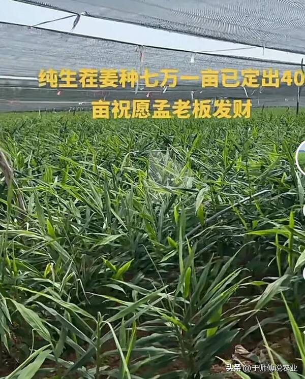 青苗姜多少钱一斤，青苗姜价格分析，别上当哈姜友们