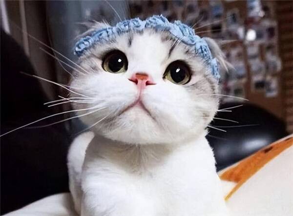 警惕性强的猫，公认3大“无攻击性猫咪”，温顺友善，家里有小孩放心养