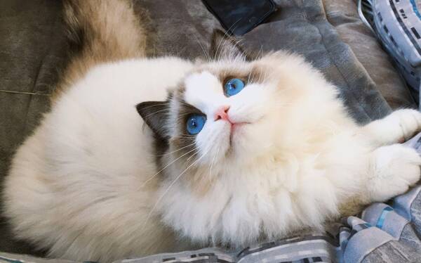 警惕性强的猫，公认3大“无攻击性猫咪”，温顺友善，家里有小孩放心养