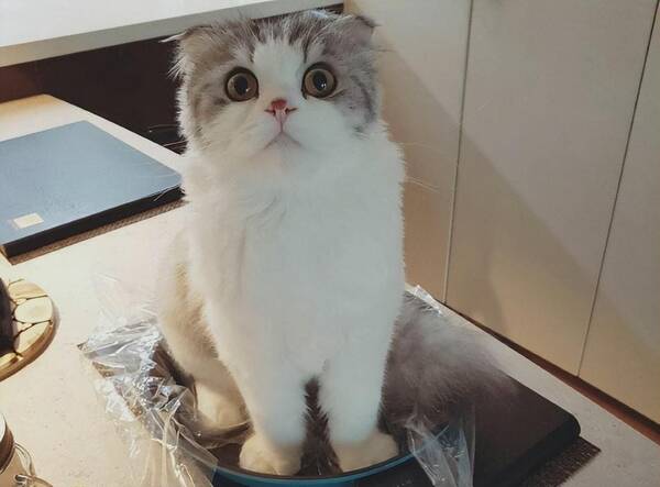 警惕性强的猫，公认3大“无攻击性猫咪”，温顺友善，家里有小孩放心养