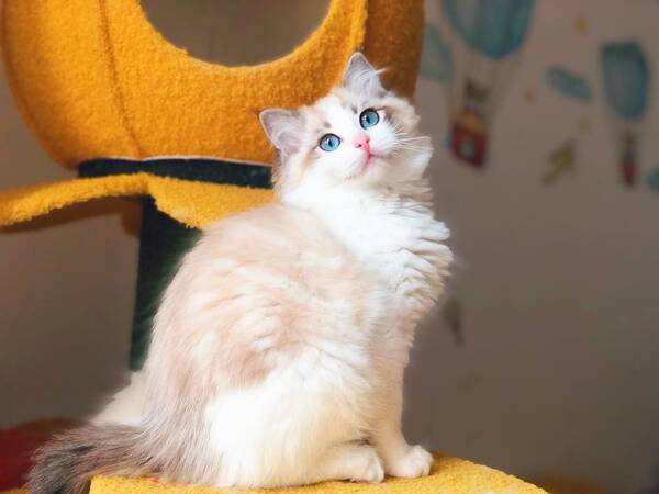 警惕性强的猫，公认3大“无攻击性猫咪”，温顺友善，家里有小孩放心养