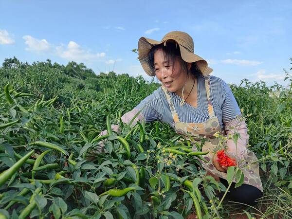 宣威市羊场镇清水村，宣威扫黑除恶最新进展羊场镇徐由开