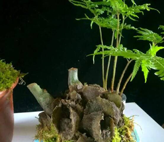 一级保护植物兰花，禁止采集和出售一级保护野生植物