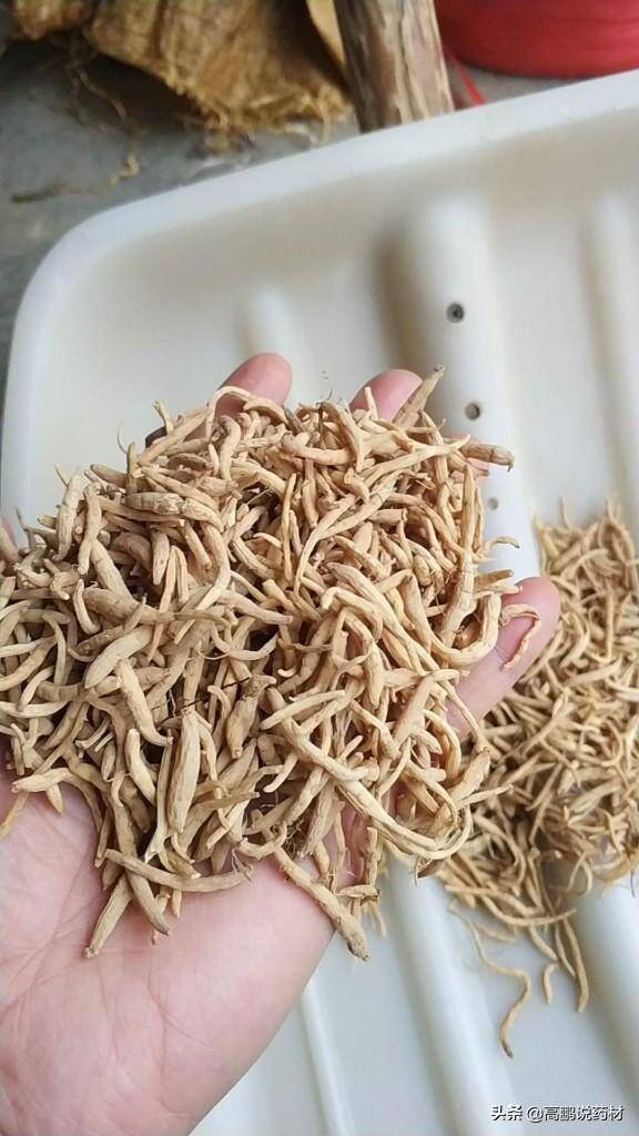 近期中药材太子参的价格，高鹏说药材：市场热点品种太子参后市行情走势解析